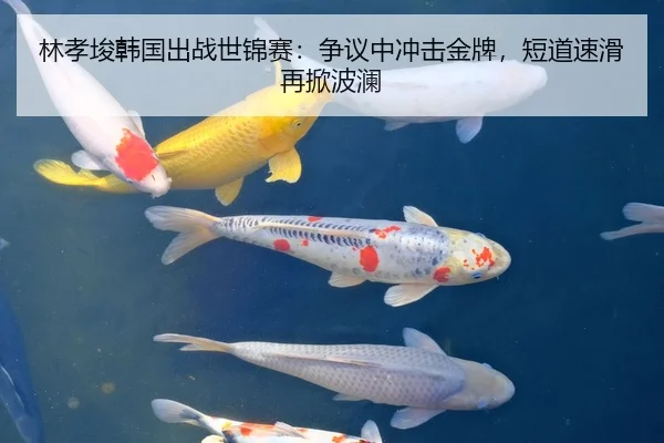 林孝埈韩国出战世锦赛：争议中冲击金牌，短道速滑再掀波澜